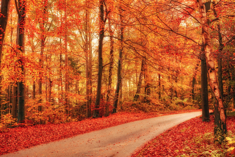 The Colors of Autumn - Marselisborg Forests. Marselisborg Forest